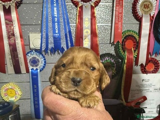Cocker Spaniel dogs PURE SHOW COCKER SPANIEL PUPPIES FROM SHOW PARENTS - Advert 1