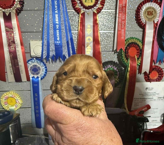 Cocker Spaniel dogs PURE SHOW COCKER SPANIEL PUPPIES FROM SHOW PARENTS - Advert 1