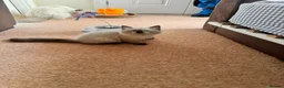Ragdoll cats for sale: Stunning ragdolls kitten 🥰 - Advert 30