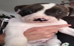 American Bulldog dogs for sale: Amercian Bulldog Pups 🐾  - Image 5