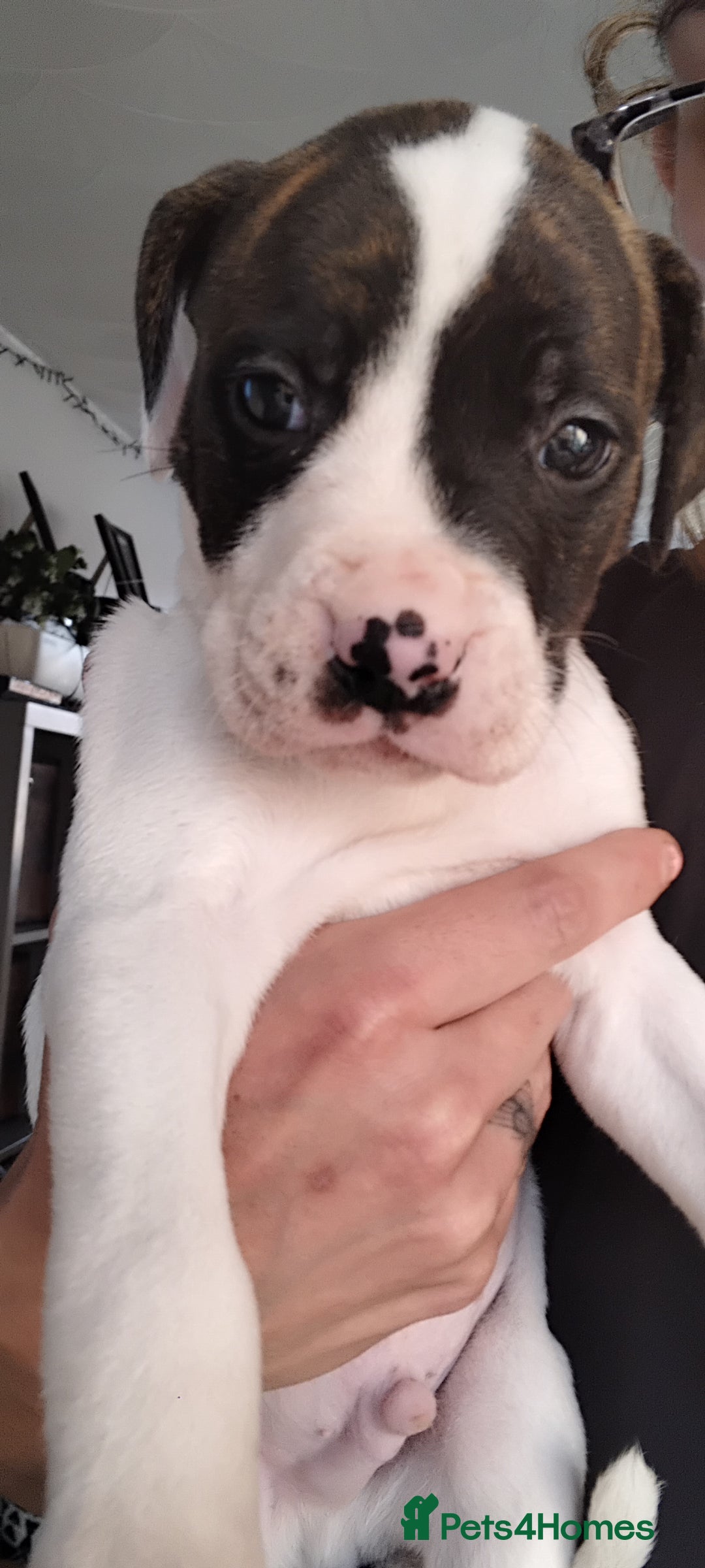 American Bulldog dogs for sale: Amercian Bulldog Pups 🐾  - Image 5