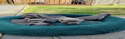 Staffordshire Bull Terrier dogs for sale: Champs Bloodline Blue Staffordshire Bull Terrier - Advert 4