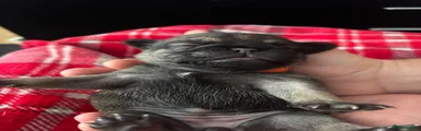 Pug Puppy 5