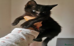 Bombay cats for sale: 6 beautiful Bombay kittens  - Image 7