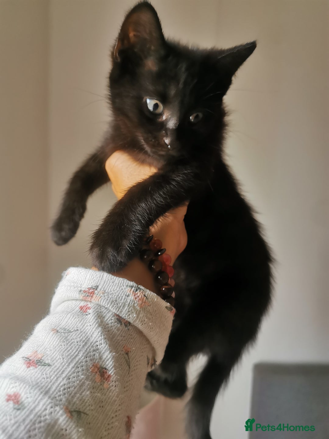 Bombay cats for sale: 6 beautiful Bombay kittens  - Image 7