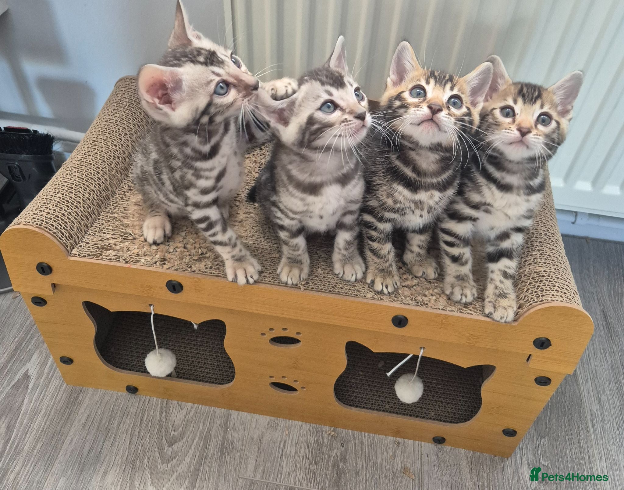 Bengal cats Champion Bloodline TICA Bengal Kittens - Advert 11