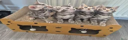 Bengal cats for sale: TICA Registered Bengal Kittens – Ready to Reserve - Advert 22