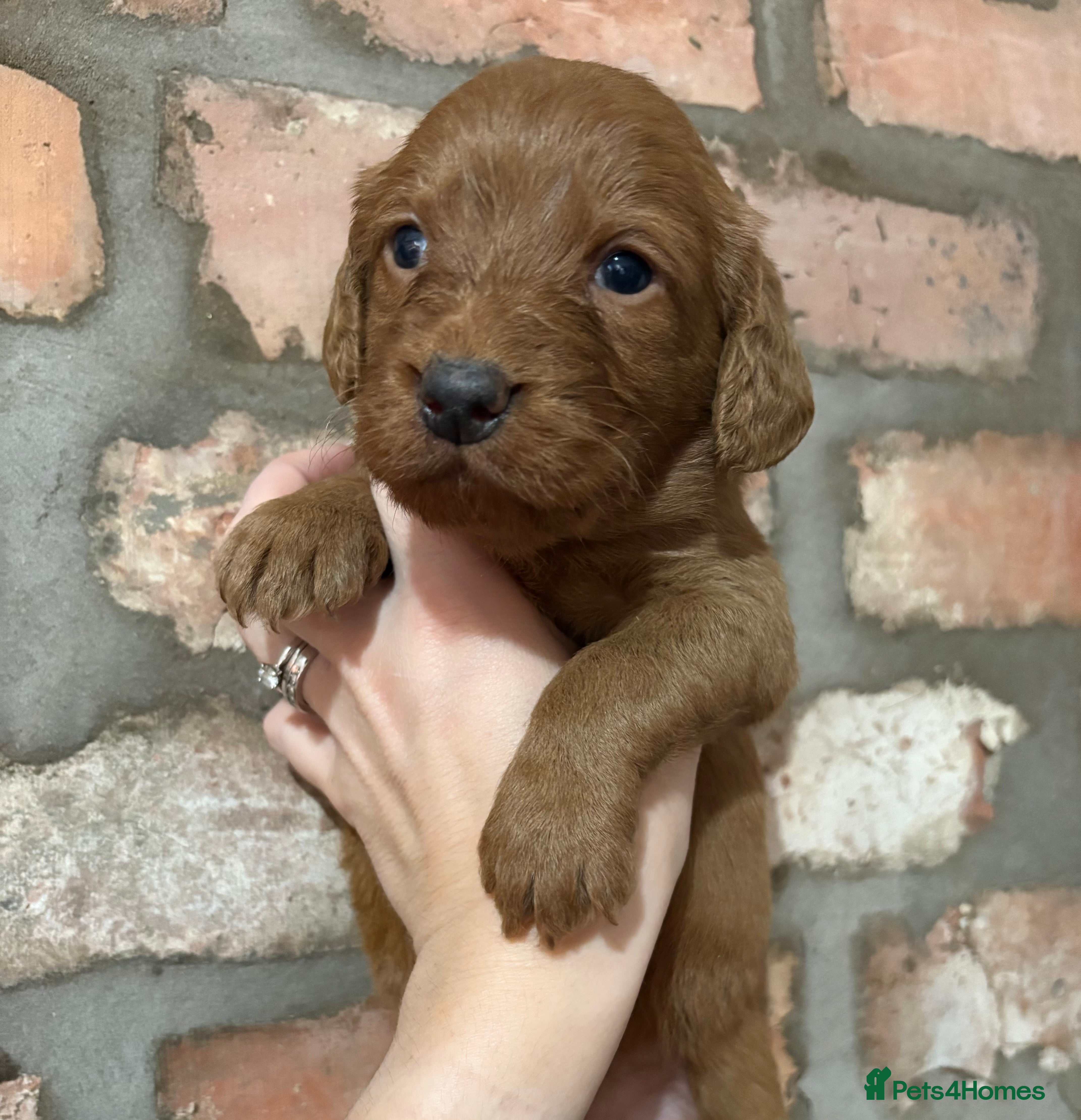 Labradoodle dogs Fully Health Tested Labradoodles F1B Deep Fox Red  - Advert 5