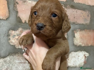 Labradoodle dogs Fully Health Tested Labradoodles F1B Deep Fox Red - Advert 4