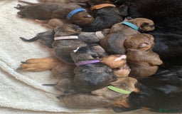 Mixed Breed dogs for sale: Rottweiler  ** taffy puppies - Image 6