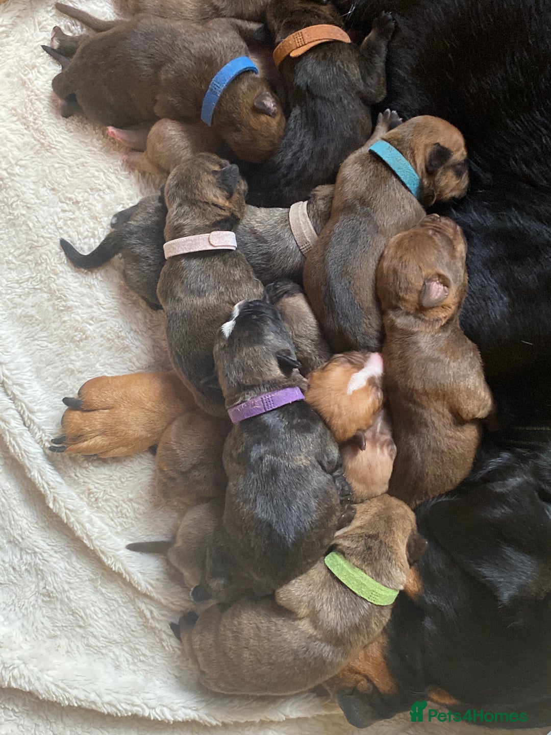 Mixed Breed dogs for sale: Rottweiler  ** taffy puppies - Image 6