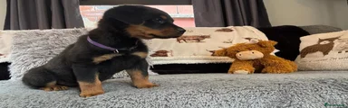Rottweiler 4
