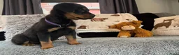 Rottweiler dogs for sale: Rottweiler Pups ready to leave  - Advert 8