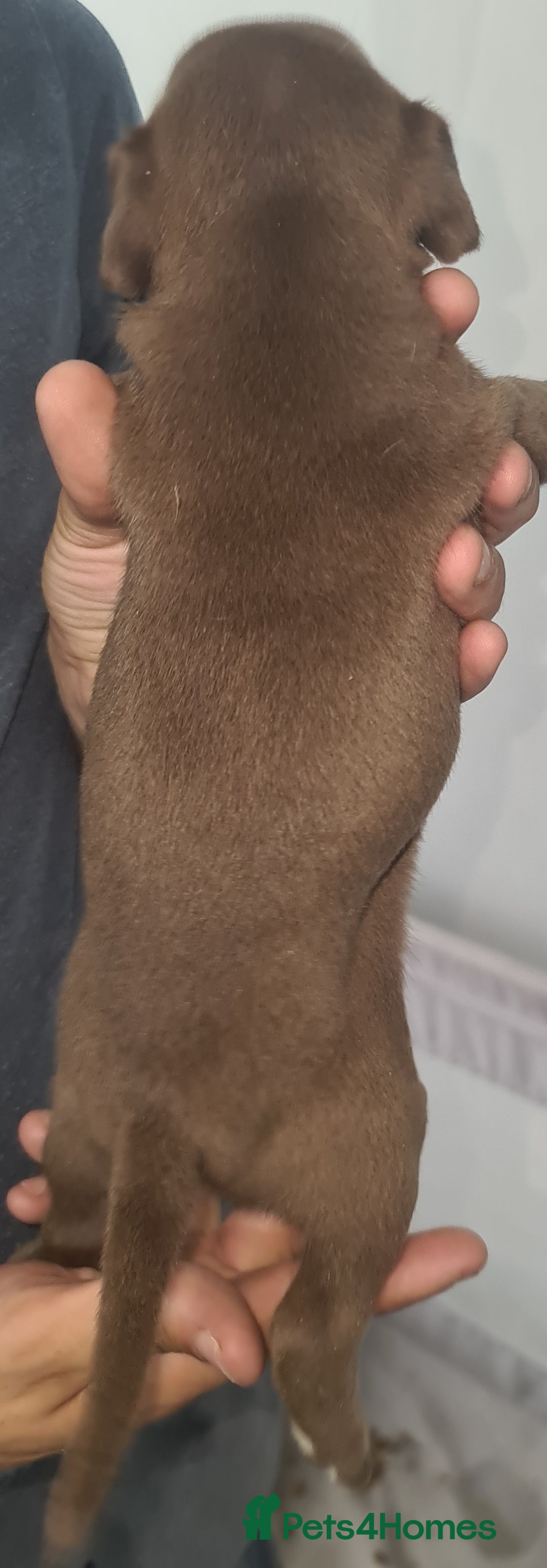 Mixed Breed dogs for sale: Top level Crossbreed pups - Image 15