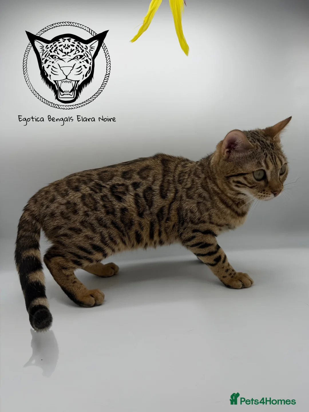 Bengal cats for sale: 🐆✨ LAST KITTEN 6TH TICA GENERATION BENGAL🐆✨ - Advert 10