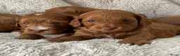 Cockapoo dogs for sale: Tiny Asian poodle cross pups teddy bear cute faces in Peacehaven - Advert 8