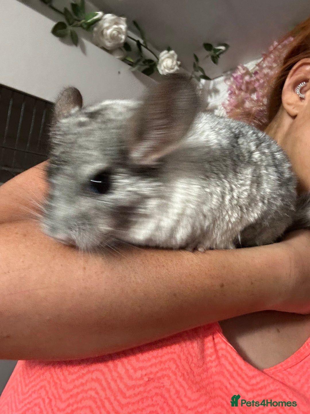Chinchilla rodents for sale: Various chinchillas for sale  - Image 4