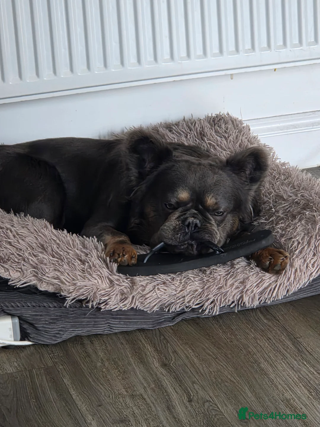 French Bulldog dogs for sale: Fluffy French bulldog  - Advert 2