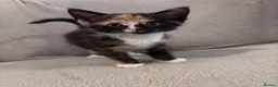 Domestic Shorthair cats for sale: GORGEOUS KITTENS LOOKING FOR THEIR FOREVER HOMES - Advert 2