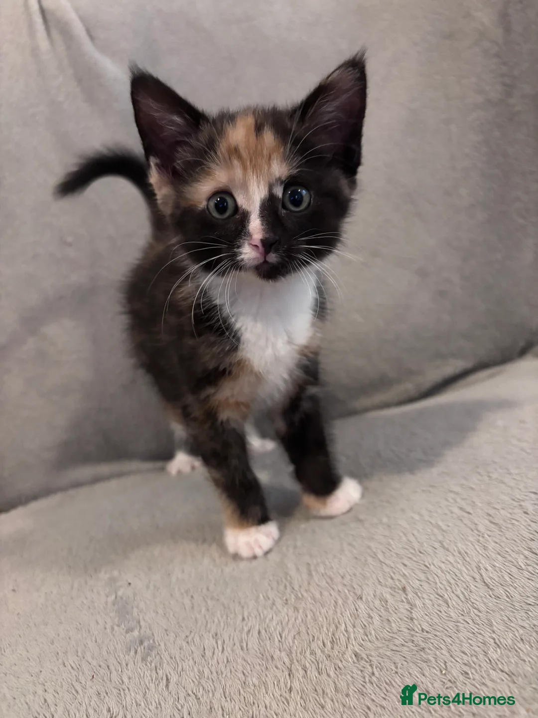 Domestic Shorthair cats for sale: GORGEOUS KITTENS LOOKING FOR THEIR FOREVER HOMES - Advert 2