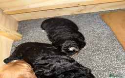 Cockapoo dogs for stud: Cockapoo For Stud in Northampton - Image 9