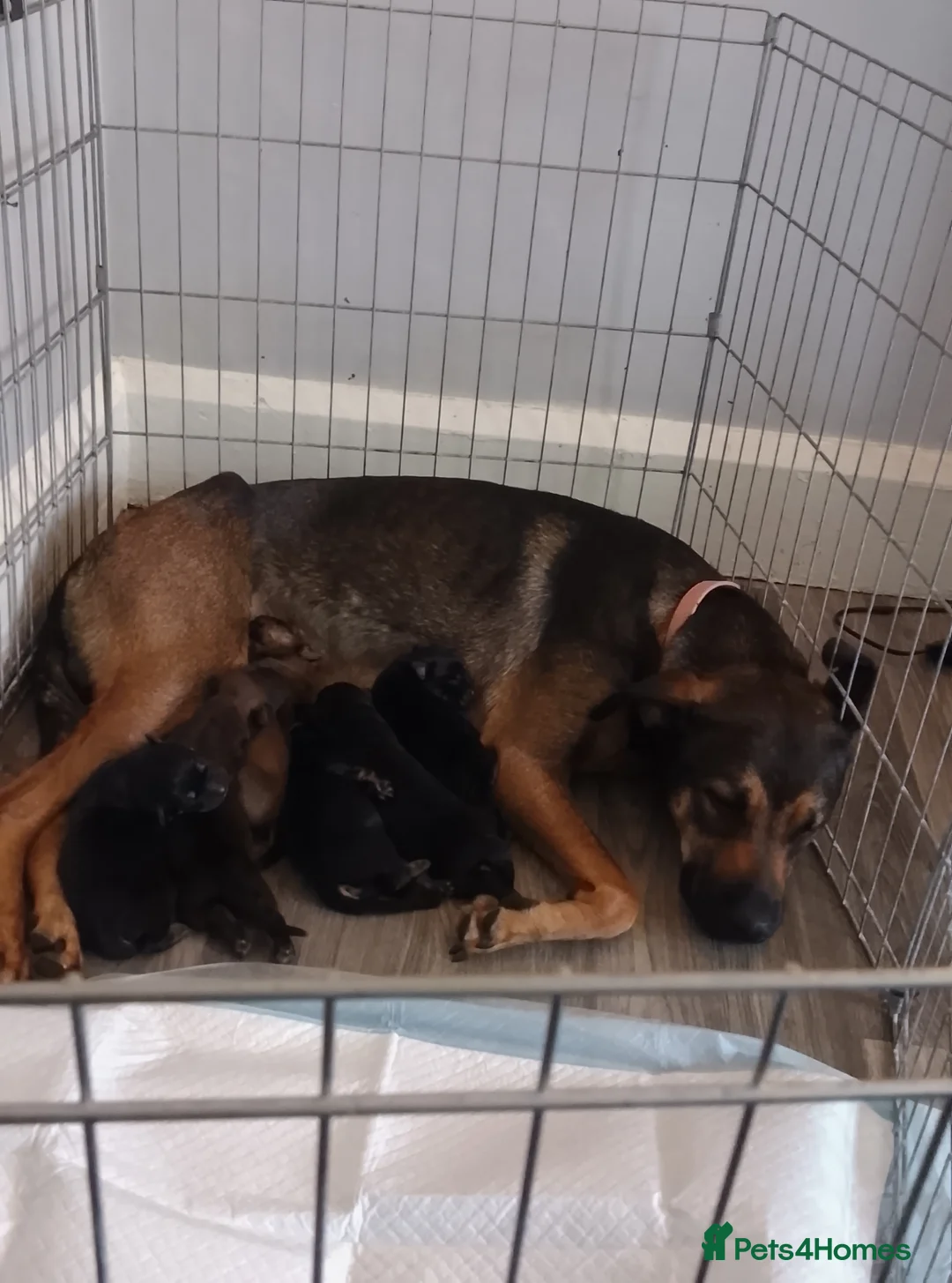 Mixed Breed dogs for sale: 2nd litter of BIG mixed family dogs in Coventry - Advert 1