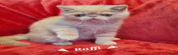 Exotic cats for sale:  💙 Chunky Gccf registered boys 💙 - Advert 3