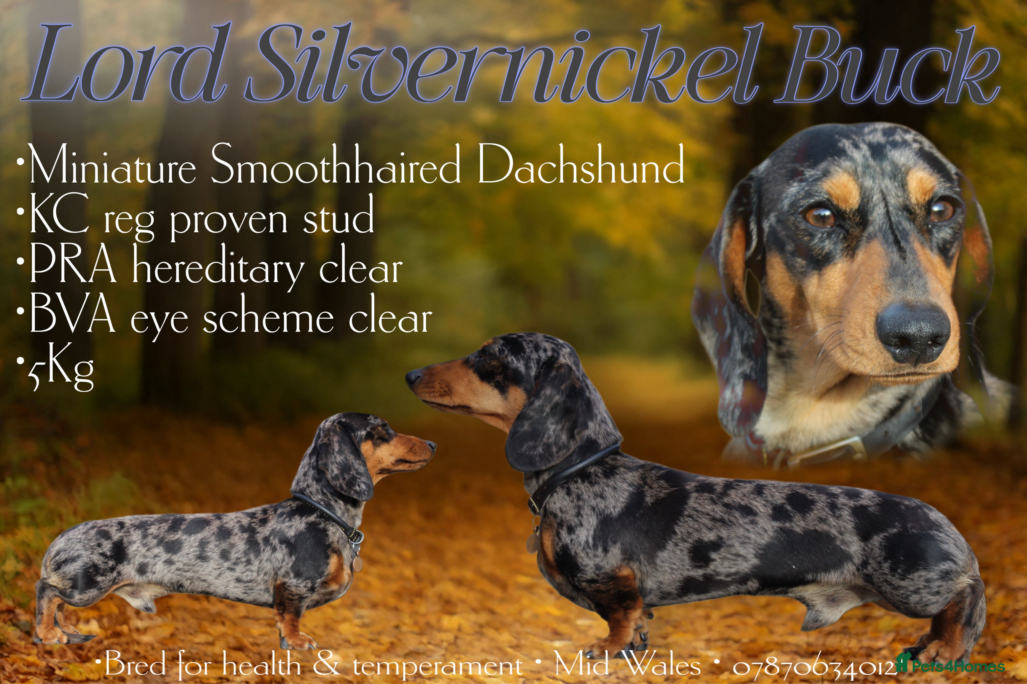 Miniature Dachshund dogs Stud, Miniature Smooth haired Dachshund  - Advert 9