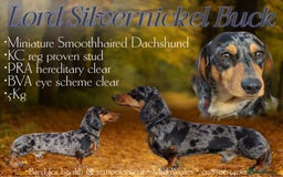 Miniature Dachshund dogs for stud: Stud, Miniature Smooth haired Dachshund  - Image 1