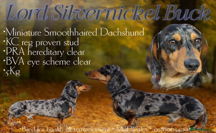 Miniature Dachshund dogs - Advert 6