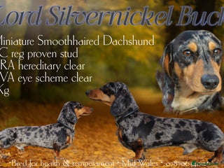 Miniature Dachshund dogs - Advert 41