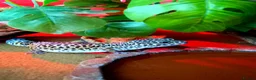 Leopard Gecko reptiles for sale: Leopard Gecko  - Advert 1