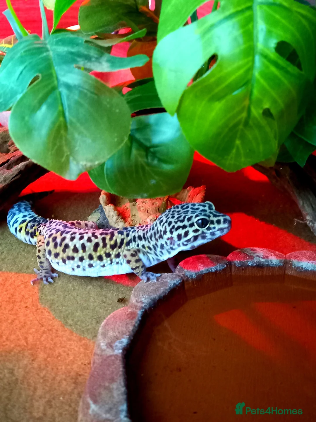 Leopard Gecko reptiles for sale: Leopard Gecko  - Advert 1
