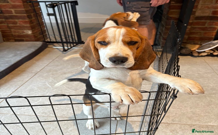Beagle dogs - Advert 1