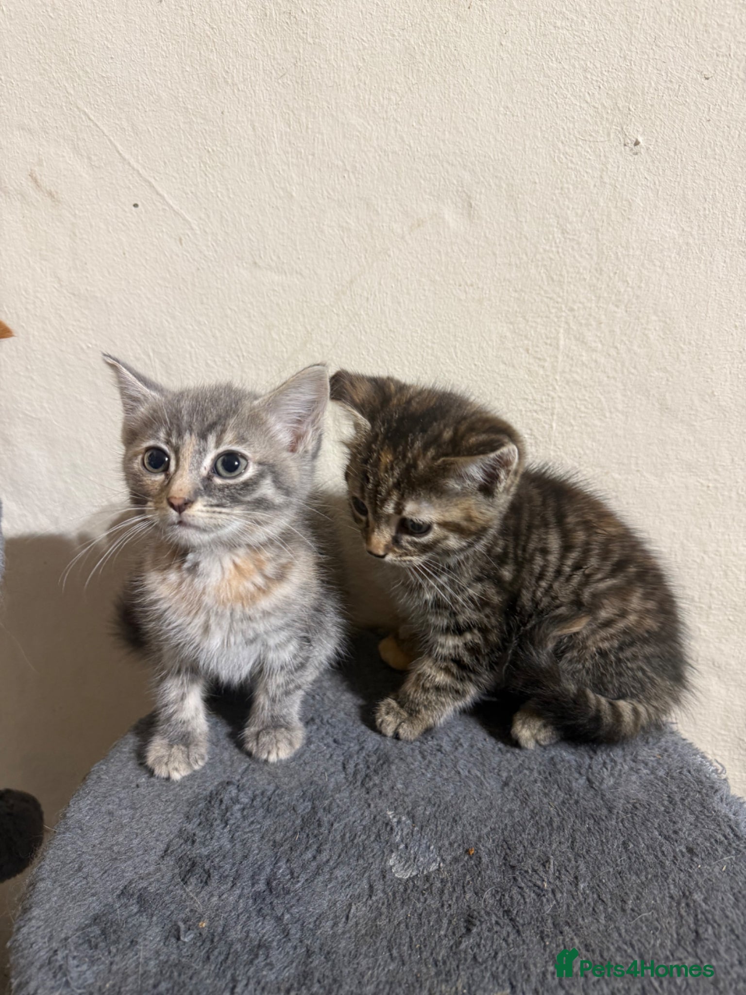 Maine Coon cats for sale: Beautiful Maine coone/British shorthair kittens  - Advert 10