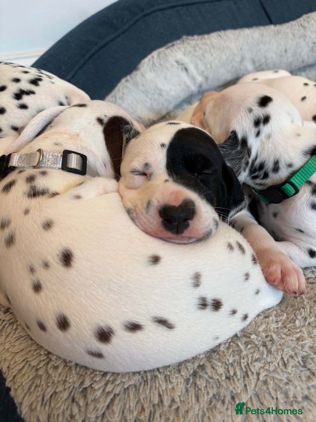 Dalmatian dogs for sale: Stunning mixed litter of Dalmatians  - Image 24
