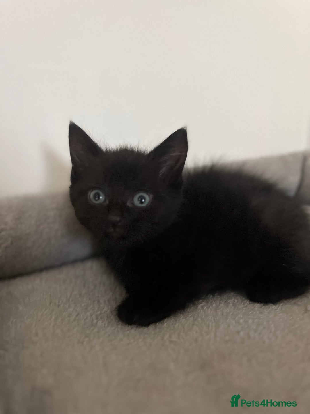 Mixed Breed cats for sale: Healthy, loved, well behaved and clean kittens - Image 7