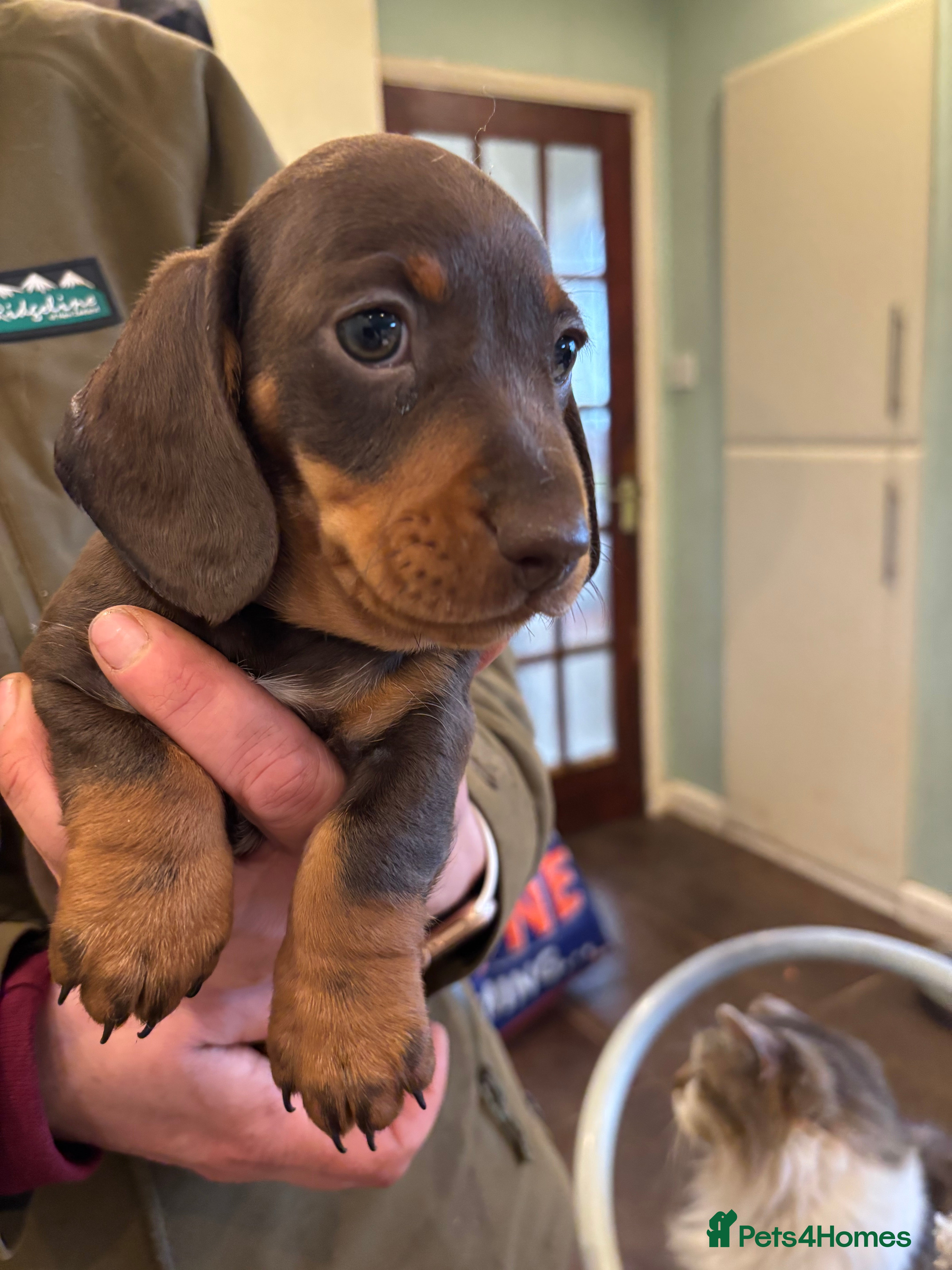 Dachshund dogs Dachshund puppies - Advert 15