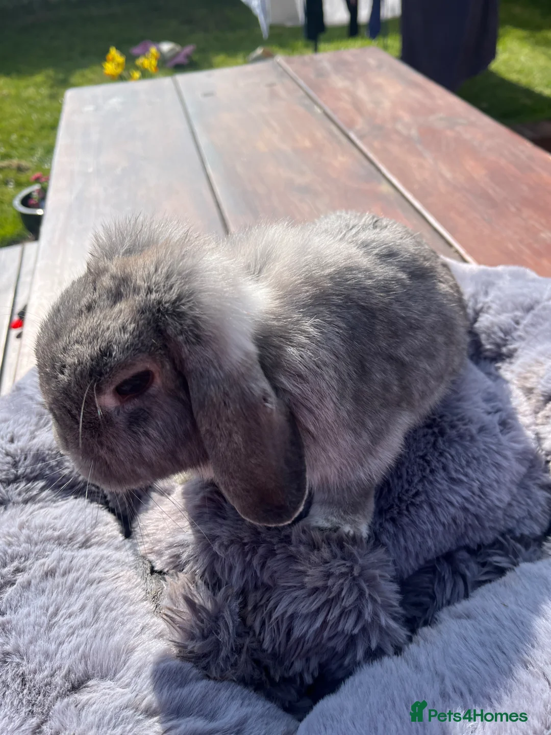 Mini Lop rabbits for sale: Two Mini Loop rabbits - Advert 2