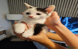 Mixed Breed cats for sale: Kittens  - Image 5