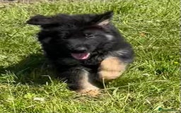 German Shepherd dogs for sale: German shepherd pups - Image 7
