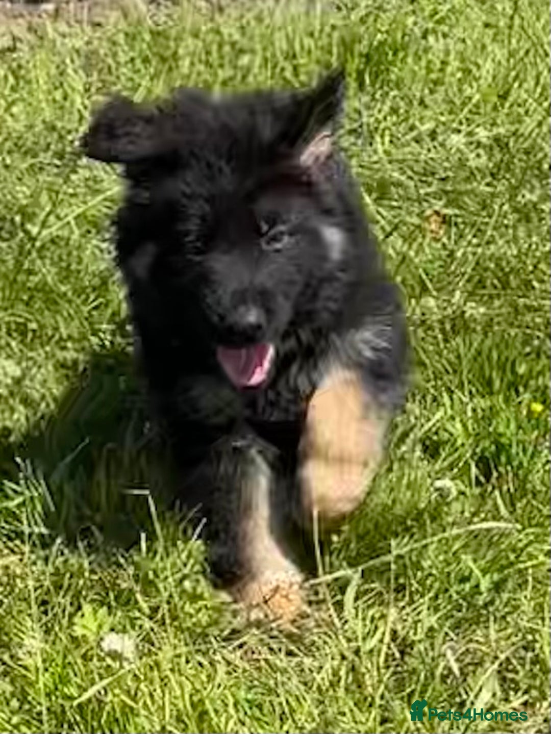 German Shepherd dogs for sale: German shepherd pups - Image 7