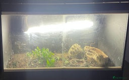 Hermann Tortoise reptiles for sale: Hermann’s tortoises  - Image 4