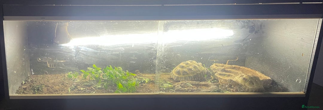 Hermann Tortoise reptiles for sale: Hermann’s tortoises  - Image 4