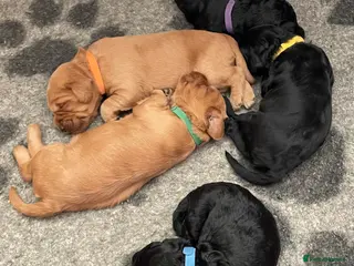 Labradoodle dogs Gorgeous miniature labradoodles - Advert 5