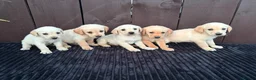 Goldador dogs for sale: Goldador puppies 9 available  - Advert 20