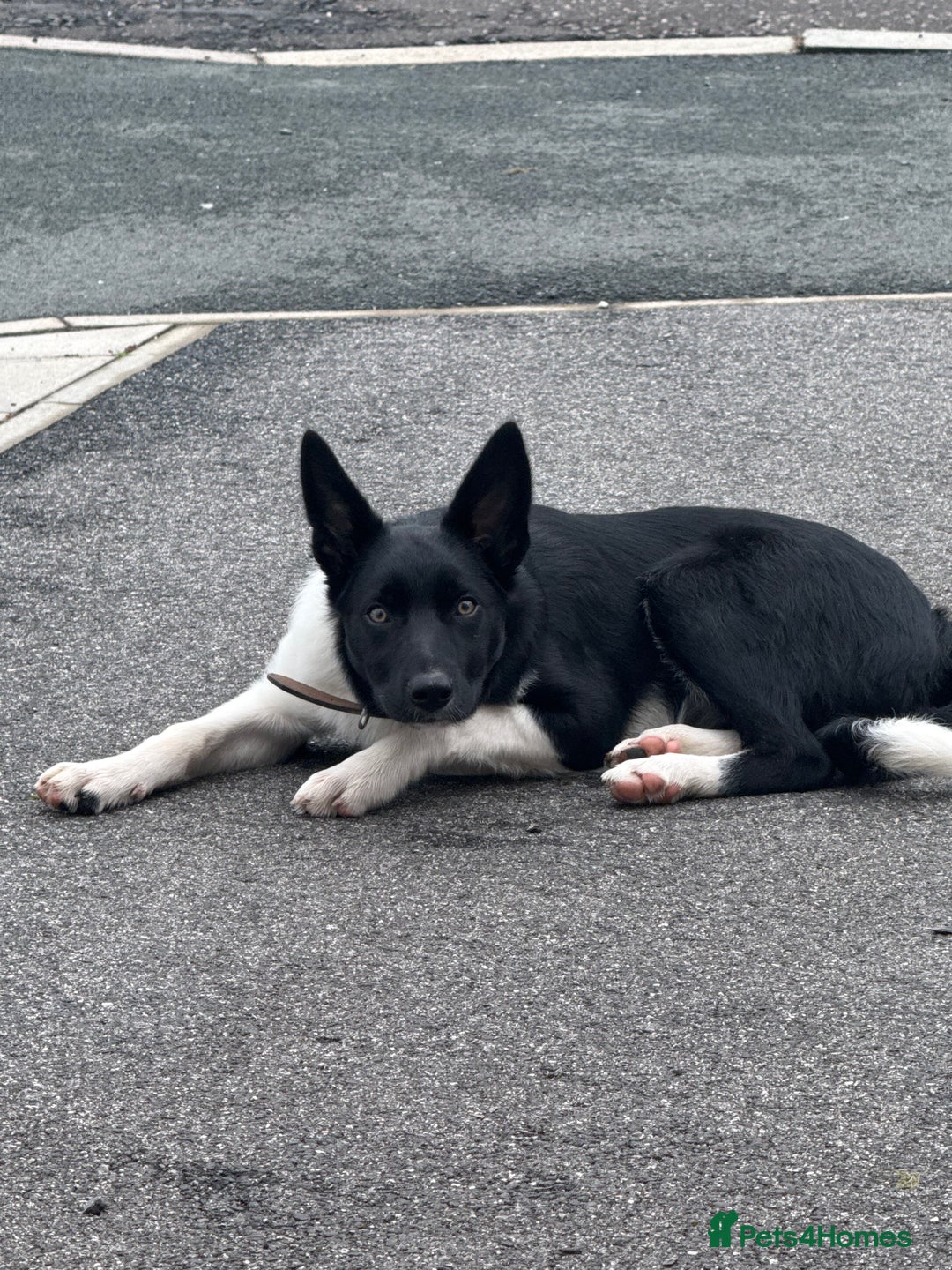 Border Collie dogs for sale: Darcy - Advert 5