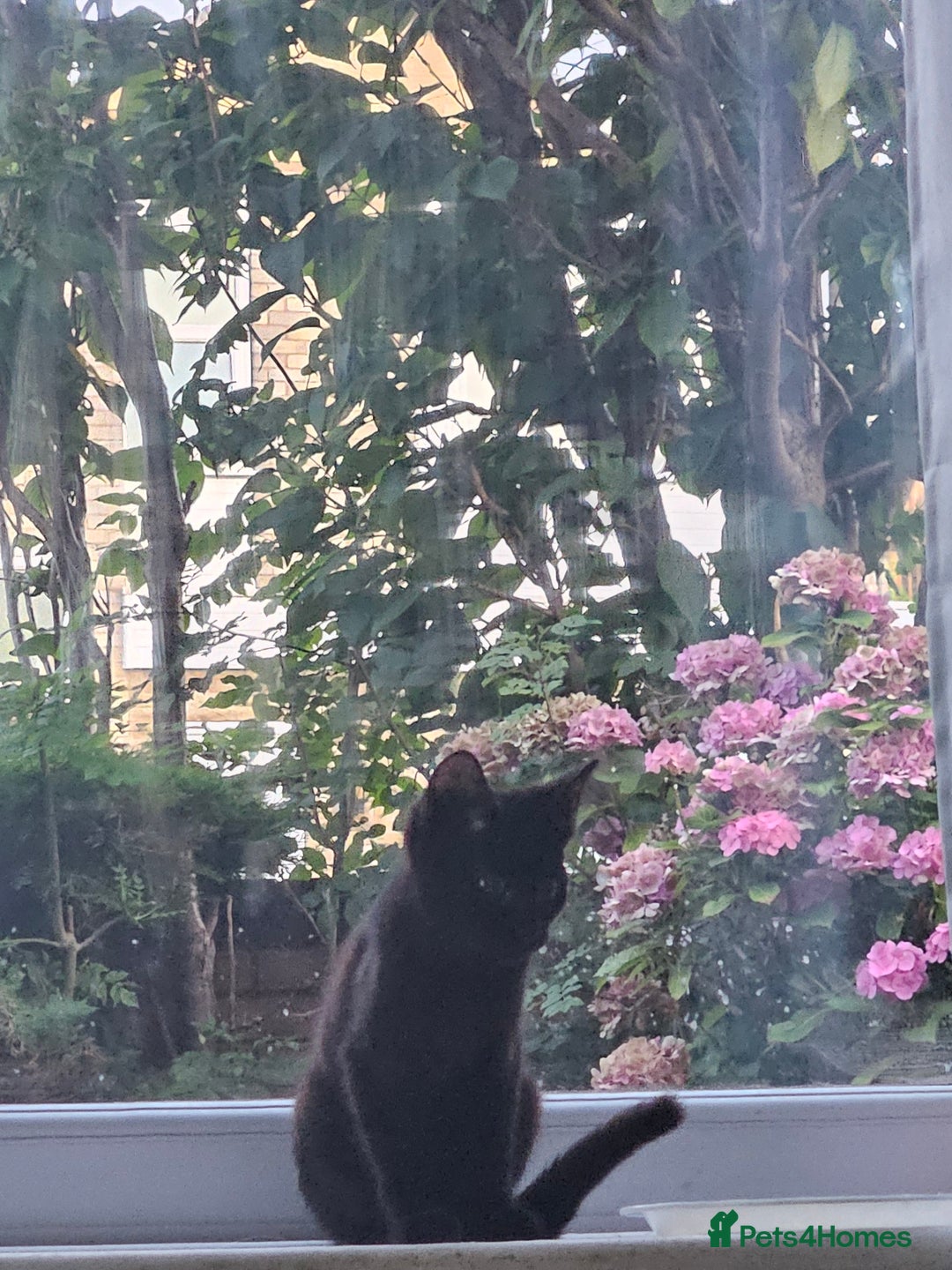 Bombay cats for sale: 2 bombay kittens for sale in Batley - Image 14