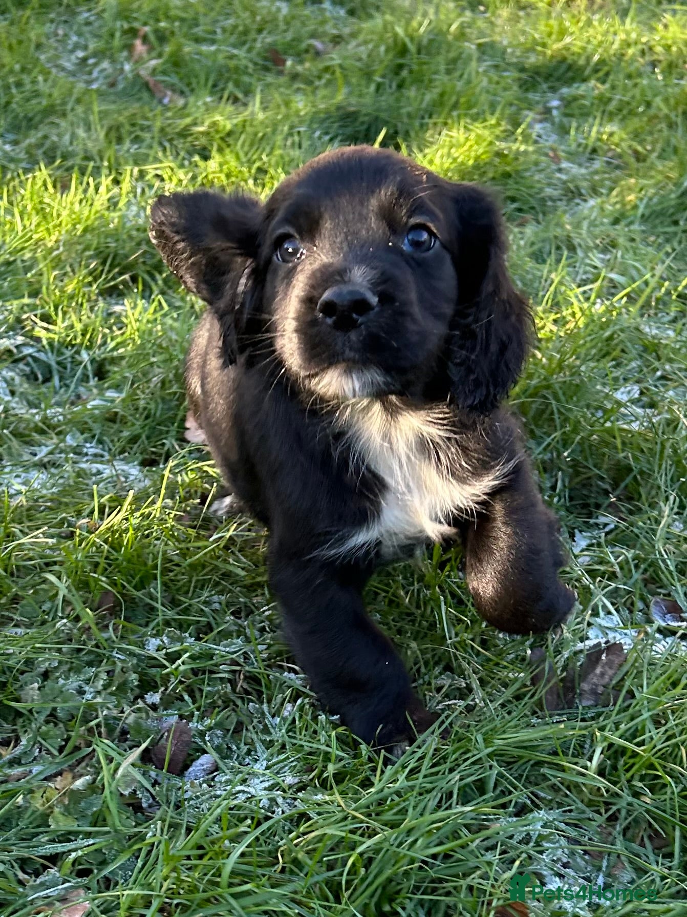 Cocker Spaniel dogs STUNNING WORKING COCKER SPANIEL PUPS - Advert 8