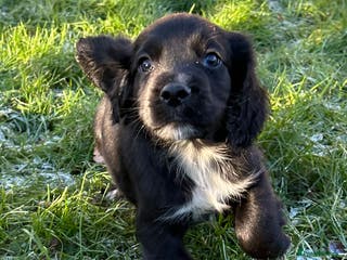 Cocker Spaniel dogs STUNNING WORKING COCKER SPANIEL PUPS - Advert 4
